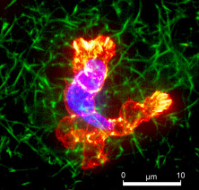 Fluorescence microscopy showing a human CD4 T cell amid a green collagen network
