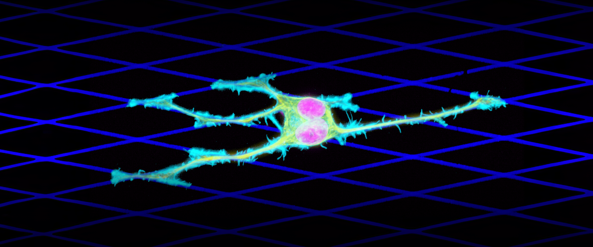 Illustrative cell with branching cyan extensions and magenta nuclei on a blue lattice