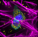 Fluorescence microscopy of a T cell showing septin-associated cortical organization within collagen